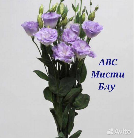 Рассада цветов эустома