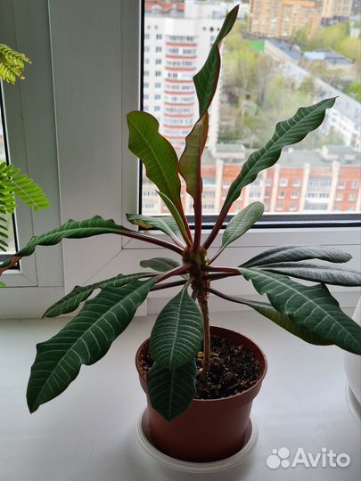 Молочай беложилковый