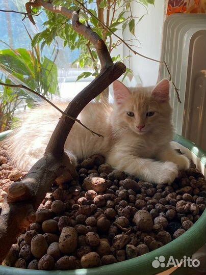Котята