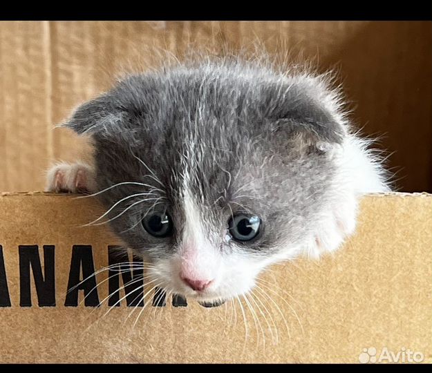 Котята домашние