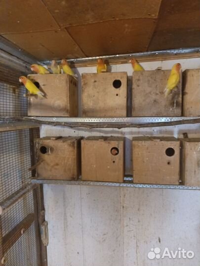 Волнистые попугаи и неразлучники