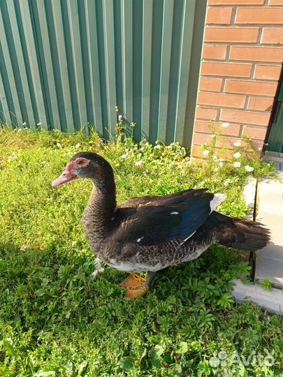 Индоутки тяжелой линии