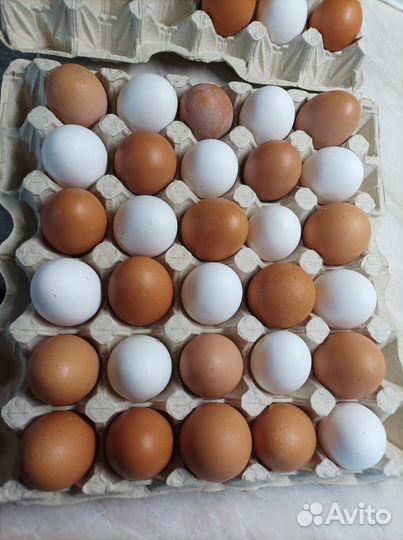 Домашние куриные яйца