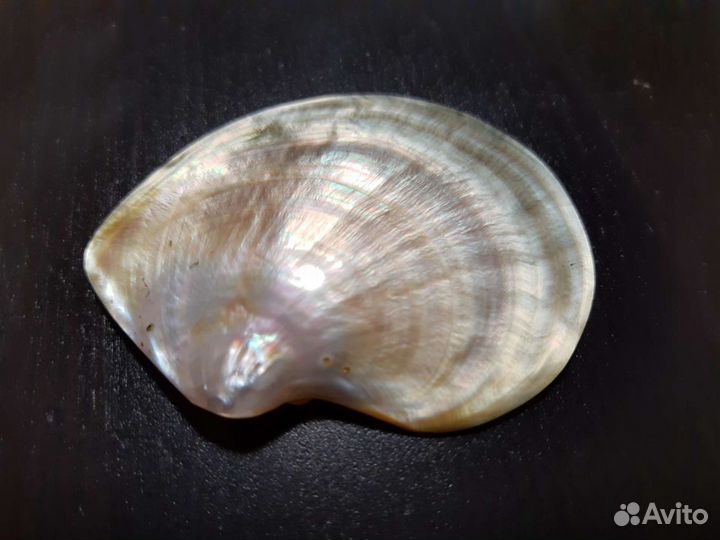 Перламутр Филиппинский полированный ракушка