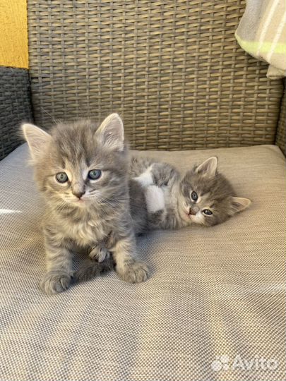 Котята