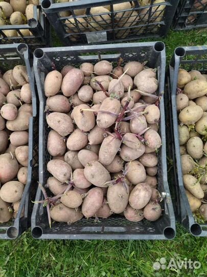 Картофель для посадки, семена