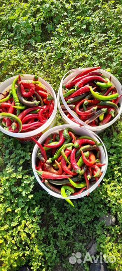 Перец острый свежий