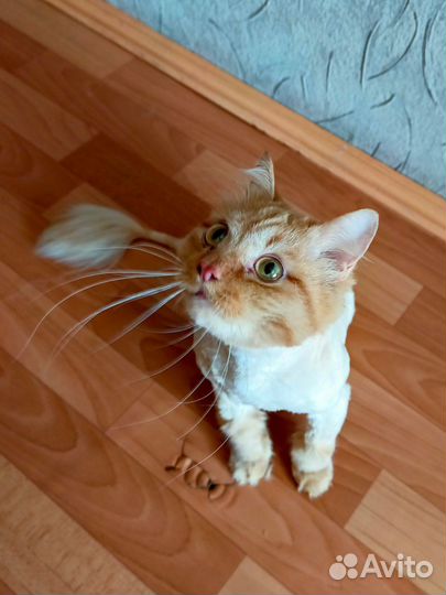 Рыжий котик в добрые руки