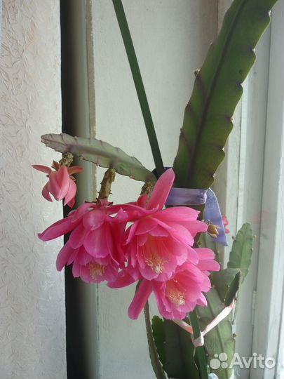 Комнатный цветок Эпифиллум филлантус