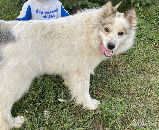 Собака ищет дом