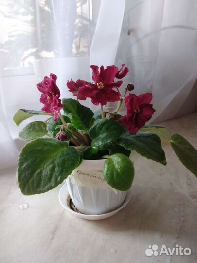 Сортовые фиалки