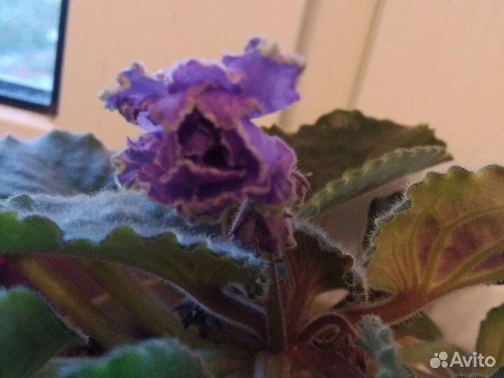 Фиалки,герань несколько сортов