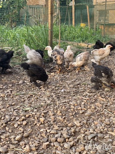 Продаются Цыплята и Курочки