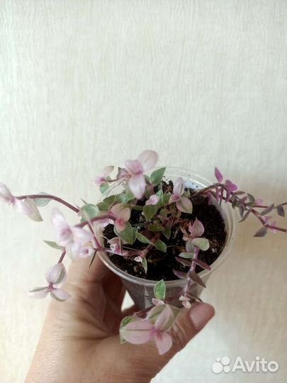 Комнатные цветы