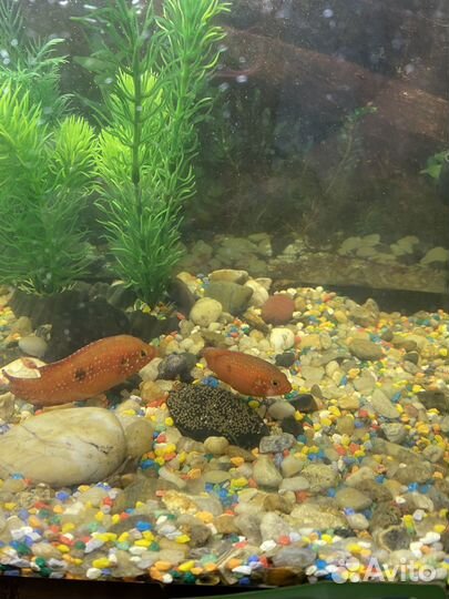 Хромис красавец