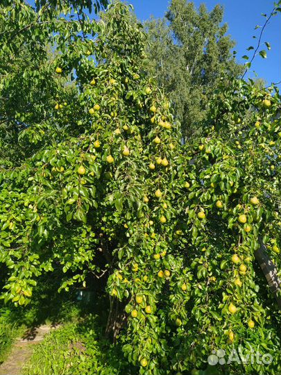 Саженцы груши