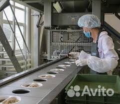 Упаковка/Фасовка с ежедн выплатой