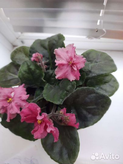 Спатифиллум, денежное дерево. Фиалка