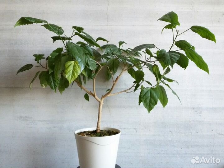 Гибискус 65см