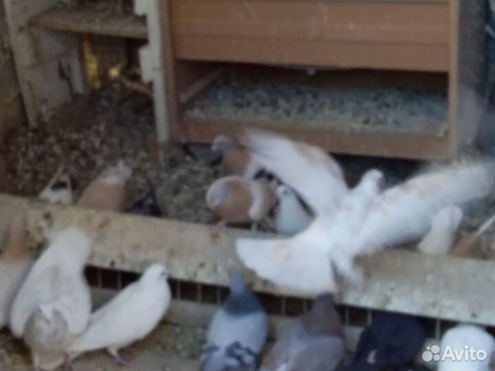 Продажа голубей