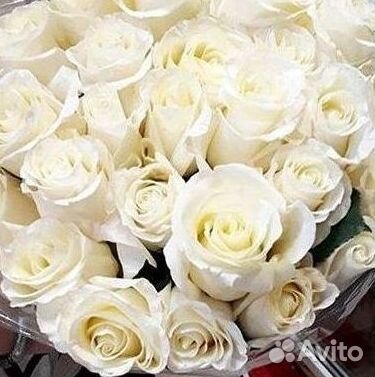 Длинные высокие розы 110 150 160 180 200 см