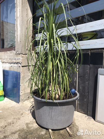 Цветок нолина