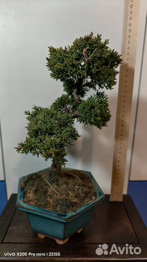 Босай можжевельник Япония живой