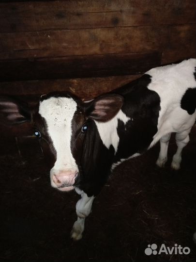 Бычки и телята