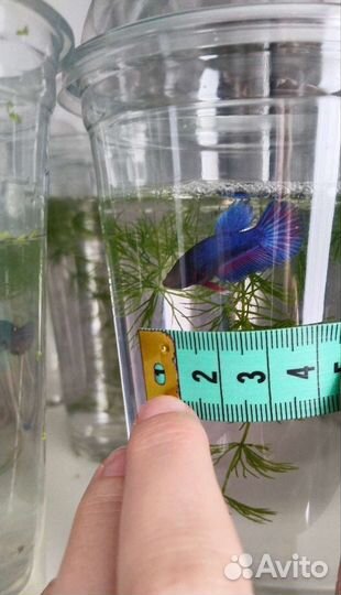 Рыбка петушок самка