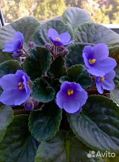 Фиалка в горшке сортовая