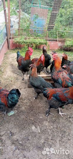 Петухи Маран ч/м на племя