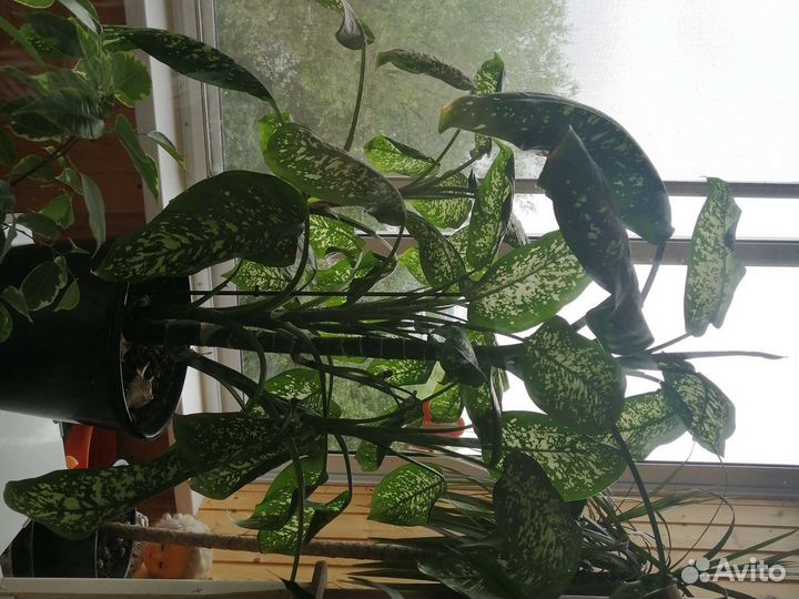 Диффенбахия