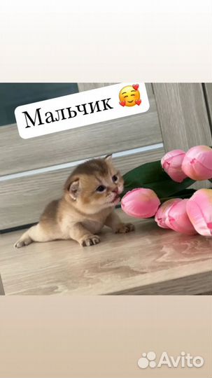 Шотландские золотые шиншилла