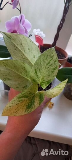 Комнатные растения