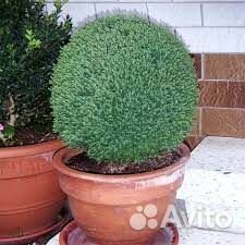 Туя западная тедди