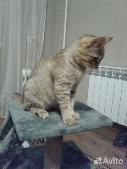 Котенок (4,5 месяца, девочка)