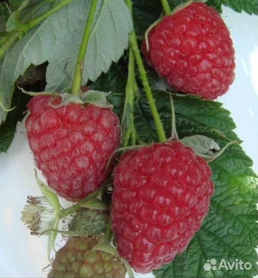 Ремонтантная малина, Ежевика