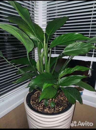 Спатифиллум крупный сорт