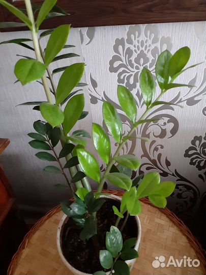 Замиокулькас