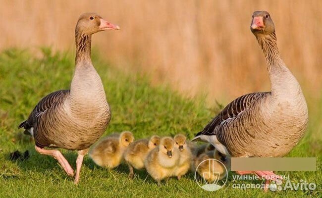Гусики.Гуси
