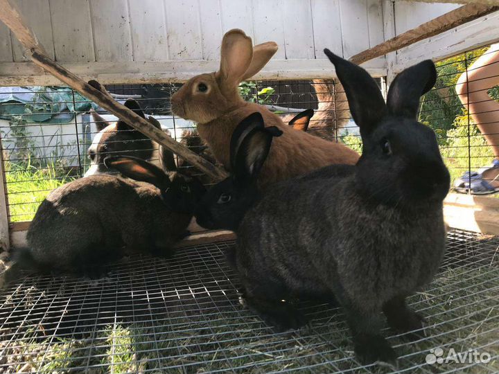 Кролики помесные