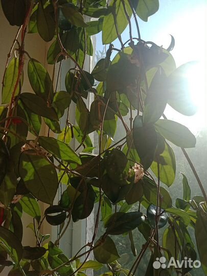 Хойя карноза