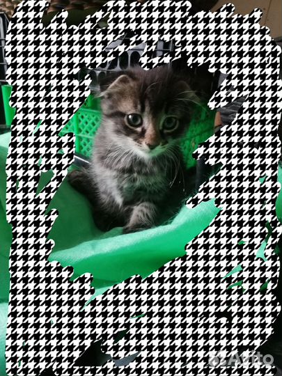 Домашние животные котята