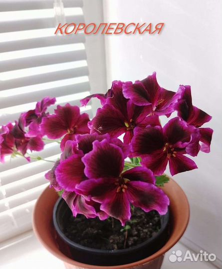 Герань пеларгония королевская