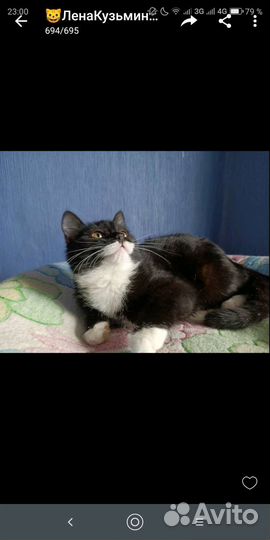 Одинокий добрый котик,11 мес,очень ищет хозяина