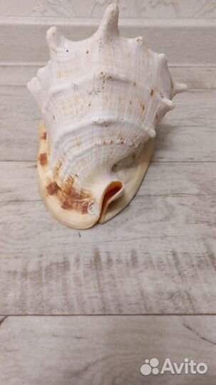 Ракушка морская большая