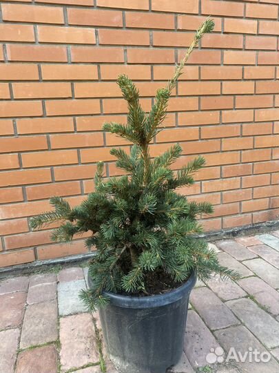 Ель колючая лаки страйк