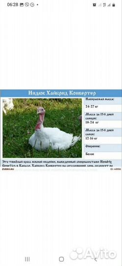Индюшата тяжёлый кросс