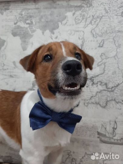 Вязка кобель джек рассел