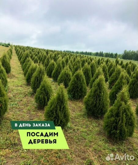 Смарагд,Колумна,Брабант в ассортименте